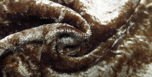yellow velvet fabric for sofa cover
